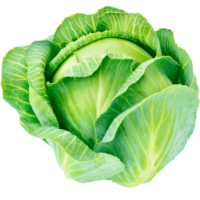 Cabbage